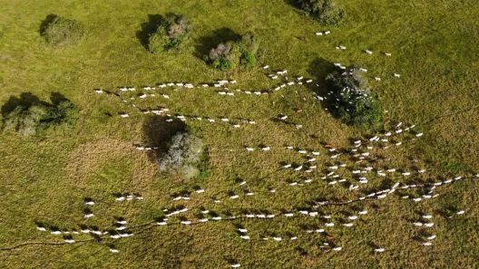 Fazenda/Sítio com 10 Quartos à venda, 3500000m² no , Pedro Velho