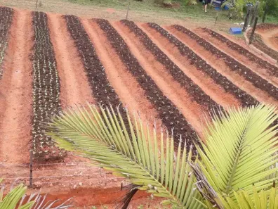 Fazenda/Sítio com 3 Quartos à venda, 15000m² no Três Rios do Norte, Jaraguá do Sul