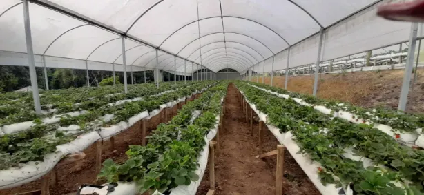 Fazenda/Sítio à venda, 16708m² no Faxina, São José dos Pinhais