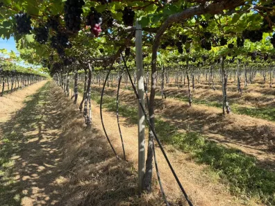 Fazenda/Sítio à venda, 14999m² no , Petrolina