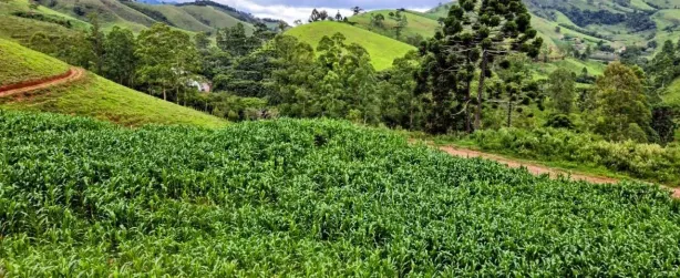 Fazenda/Sítio à venda, 5250m² no , Delfim Moreira