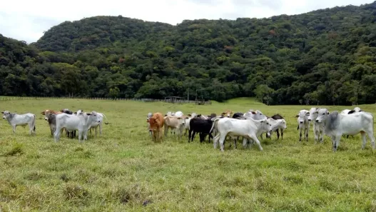 Fazenda/Sítio com 1 Quarto à venda, 90m² no Oliveira Barros, Miracatu