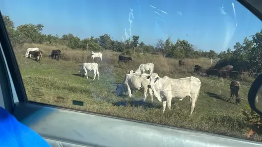 Fazenda/Sítio com 5 Quartos à venda, 11616000m² no Centro, Jaupaci