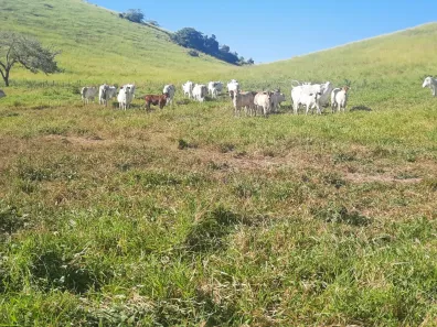 Fazenda/Sítio à venda, 508200m² no Grã-Duquesa, Governador Valadares