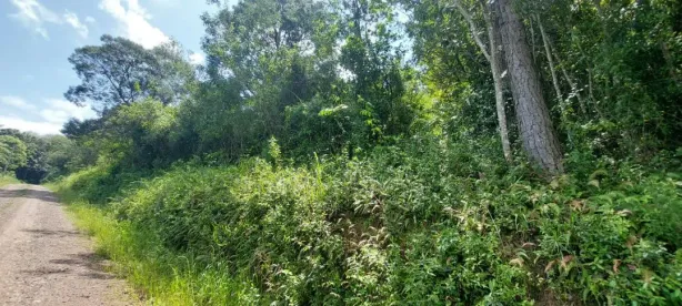 Lote/Terreno à venda, 35000m² no Nova Petrópolis, Nova Petrópolis