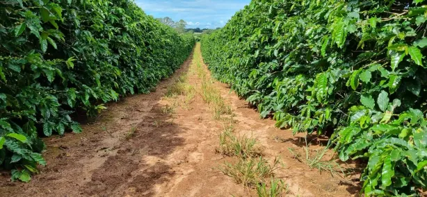 Fazenda/Sítio com 1 Quarto à venda, 800m² no Centro, Araguari