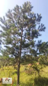 Lote/Terreno à venda, 1192m² no Estância Santa Maria do Portão, Atibaia