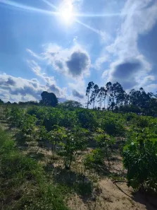 Fazenda/Sítio com 4 Quartos à venda, 15000m² no , Monte Alegre