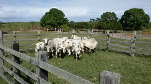 Fazenda/Sítio à venda, 217216m² no Santo Amaro de Campos, Campos dos Goytacazes