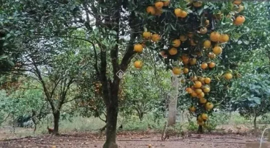 Fazenda/Sítio à venda, 35000m² no , Portão