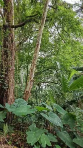 Lote/Terreno à venda, 1562m² no Caraguatá, Mairiporã