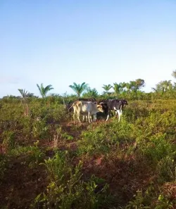 Fazenda/Sítio à venda, 1240000m² no Bacuri, São João de Pirabas
