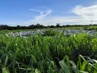Fazenda/Sítio com 6 Quartos à venda, 170000000m² no , São João do Soter