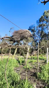 Lote/Terreno à venda, 24510m² no Forqueta, Caxias do Sul