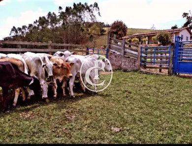 Fazenda/Sítio com 4 Quartos à venda, 90m² no Centro, Lagoinha