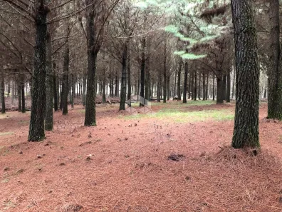 Fazenda/Sítio à venda, 260000m² no Centro, São Francisco de Paula