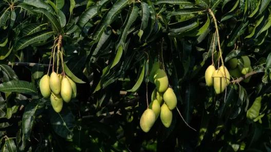 Fazenda/Sítio à venda, 4000000m² no Santo Antônio, Juazeiro