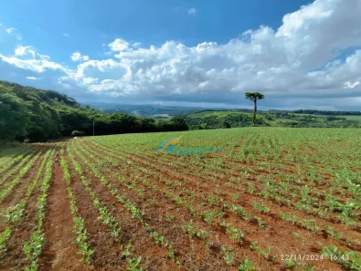 Fazenda/Sítio à venda, 72600m² no , Catanduvas