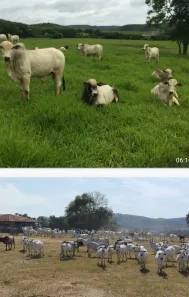 Fazenda/Sítio à venda no Centro, Unaí