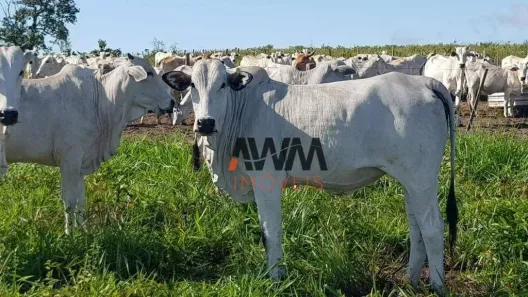 Fazenda/Sítio à venda, 31500000m² no , Paranatinga
