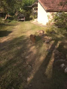 Fazenda/Sítio com 1 Quarto à venda, 100m² no Capela Velha, Guareí