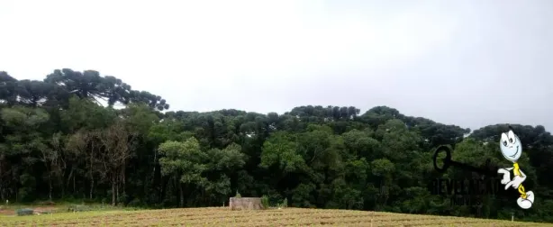 Lote/Terreno à venda, 40005m² no Campina do Taquaral, São José dos Pinhais