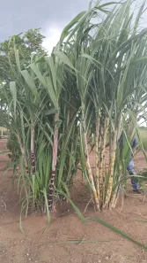 Fazenda/Sítio com 2 Quartos à venda, 60m² no Área Rural de Barra do Garças, Barra do Garças