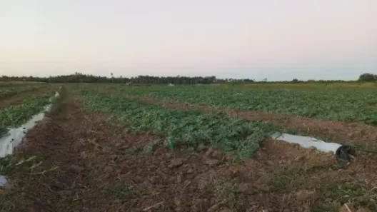 Fazenda/Sítio com 3 Quartos à venda, 1910000m² no , Carnaubais
