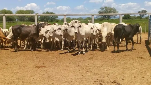 com 12 Quartos à venda, 3150m² no Centro, Jaíba