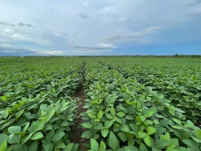 Fazenda/Sítio com 3 Quartos à venda, 690m² no Área Rural de Redenção, Redenção