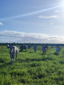 Fazenda/Sítio com 15 Quartos à venda, 850000m² no , São José de Mipibu