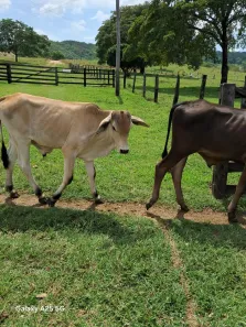 Fazenda/Sítio à venda, 629200m² no , Itapuranga