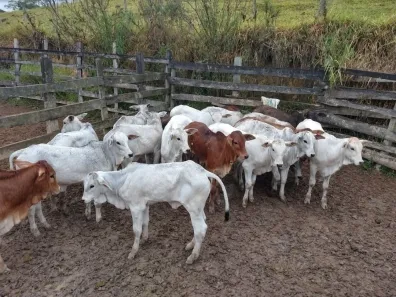 Fazenda/Sítio com 1 Quarto à venda, 100m² no Natividade da Serra, Natividade da Serra