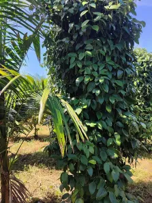 Fazenda/Sítio com 3 Quartos à venda, 42850000m² no Quatro Bocas, Tomé-Açu