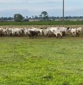 Fazenda/Sítio à venda, 4283400m² no , Santa Cruz de Monte Castelo