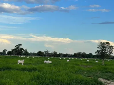 Fazenda/Sítio com 5 Quartos à venda, 360m² no , Flores de Goiás