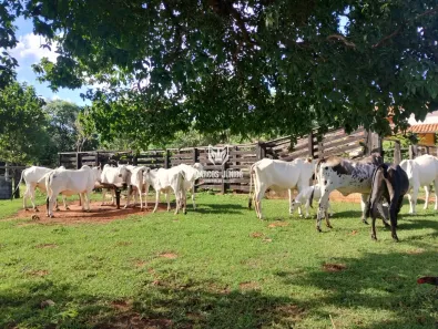 Fazenda/Sítio à venda, 1m² no , Coração de Jesus