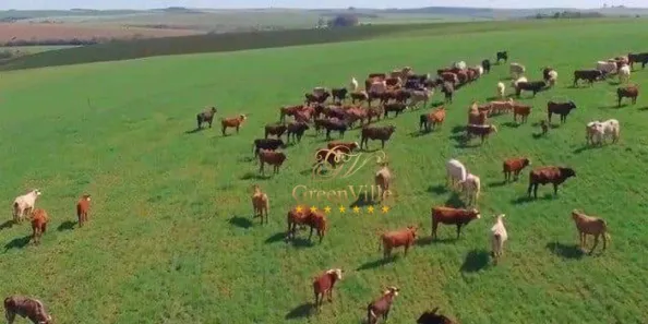 Fazenda/Sítio com 4 Quartos à venda, 2420000m² no Zona Rural, Palmeira