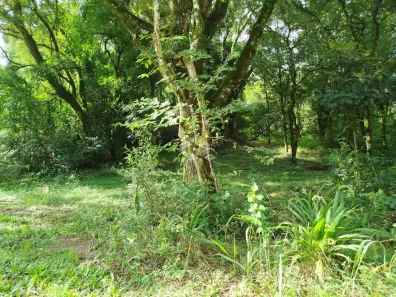 Fazenda/Sítio à venda, 70000m² no , Nova Petrópolis