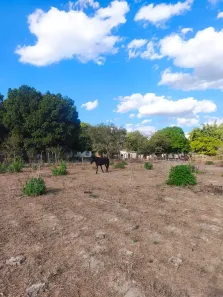 Fazenda/Sítio com 3 Quartos à venda, 20000m² no Área Rural de Planaltina, Brasília