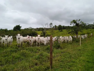 Fazenda/Sítio à venda, 61m² no Centro, Registro