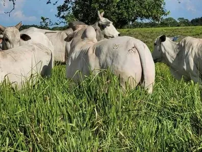 Fazenda/Sítio à venda, 6135000m² no , Santo Antônio de Leverger