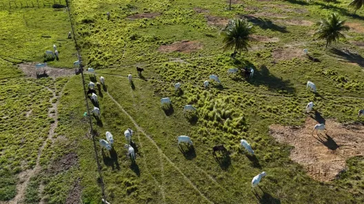 Fazenda/Sítio com 2 Quartos à venda, 300000m² no , Monte Alegre