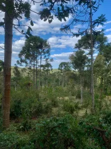 Fazenda/Sítio à venda, 20000m² no , Campo Alegre