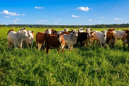 Fazenda/Sítio com 3 Quartos à venda, 31500000m² no Centro, Alto Araguaia