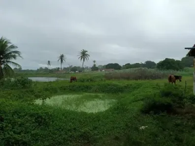 Fazenda/Sítio com 3 Quartos à venda, 110000m² no , Monte Alegre