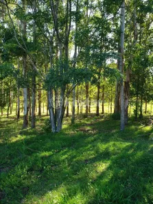 Fazenda/Sítio à venda, 96000m² no Centro, Butiá