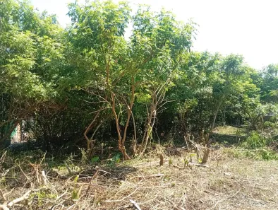 Lote/Terreno para alugar, 500m² no Vila Fazzeoni, São Paulo
