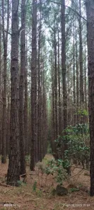 Fazenda/Sítio à venda, 38000m² no , Riozinho