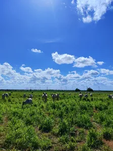 Fazenda/Sítio com 3 Quartos à venda, 75m² no , Touros